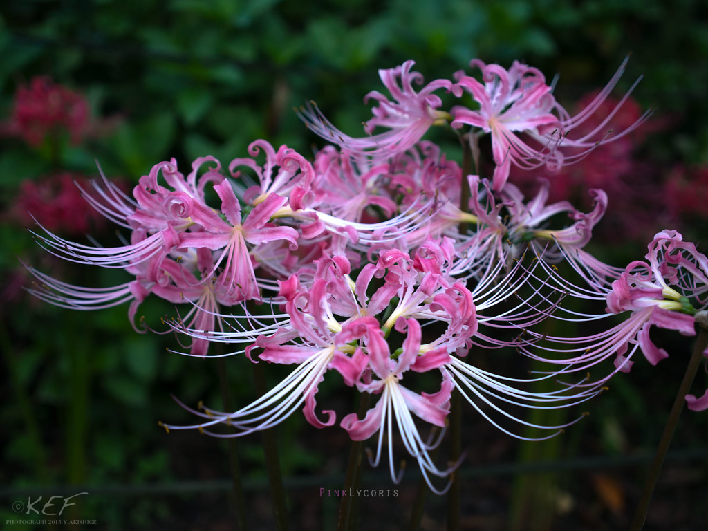 PinkLycoris