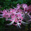 PinkLycoris