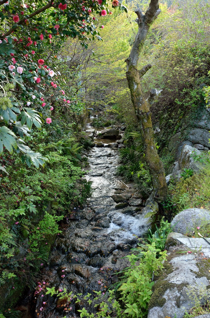 春の川