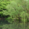 金鱗湖8