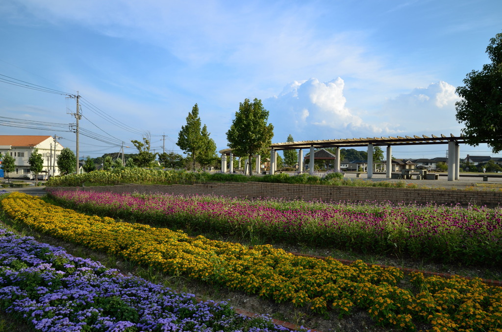 お花畑