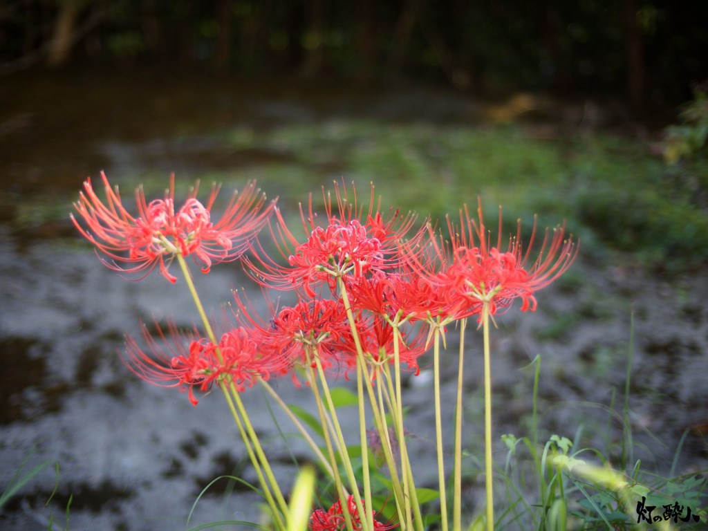 Lycoris