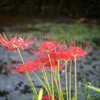 Lycoris