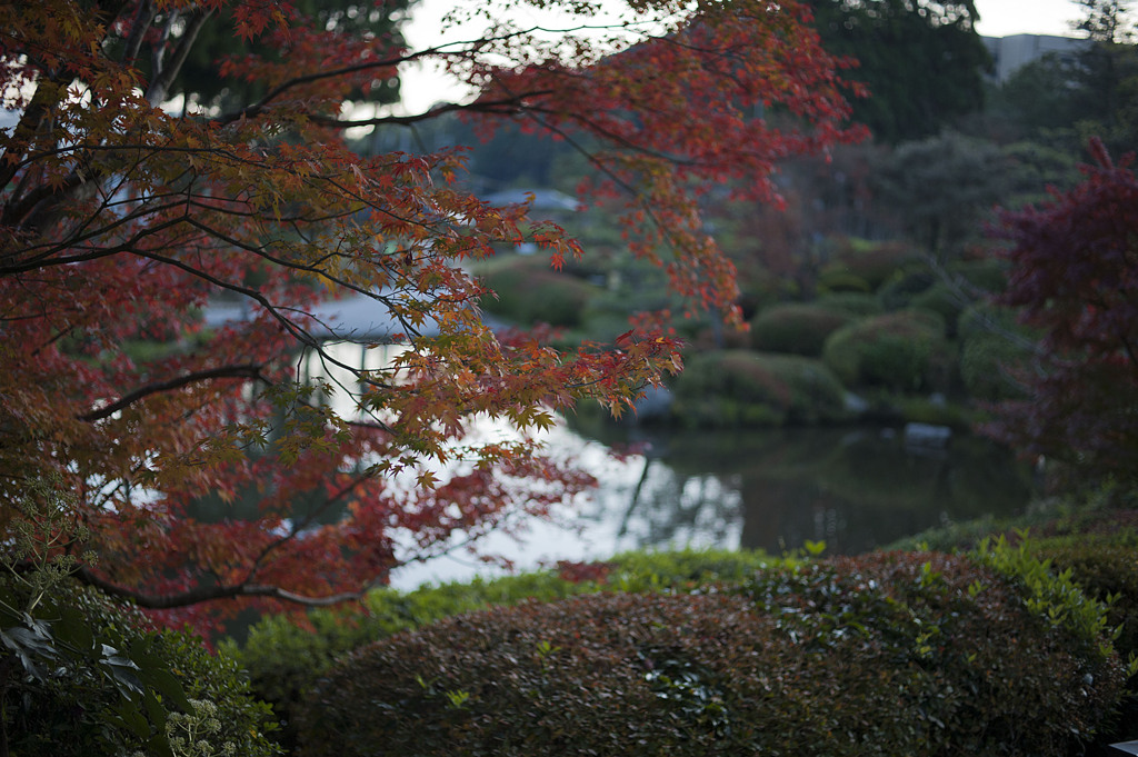 紅葉でありんす 瑠璃光寺Ver