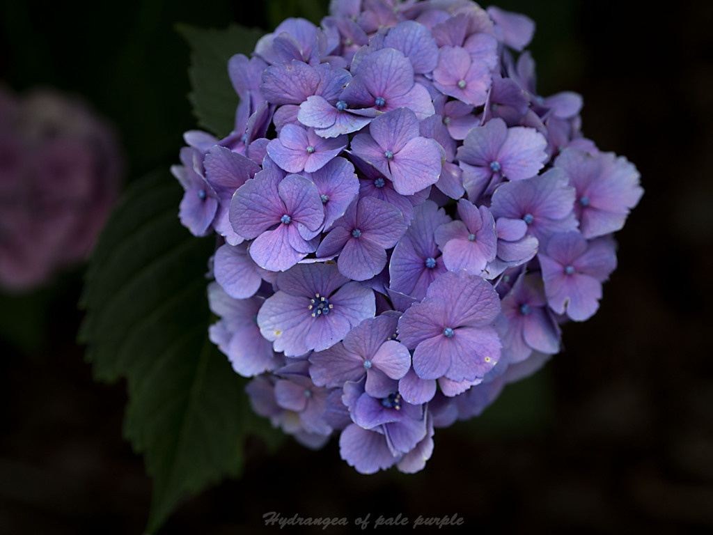 Hydrangea of pale purple