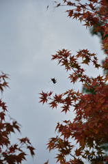 紅葉と蜘蛛