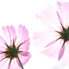 cosmos