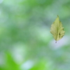 green chord ～answer～