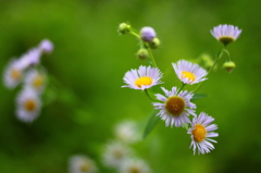 道端の花