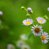 道端の花