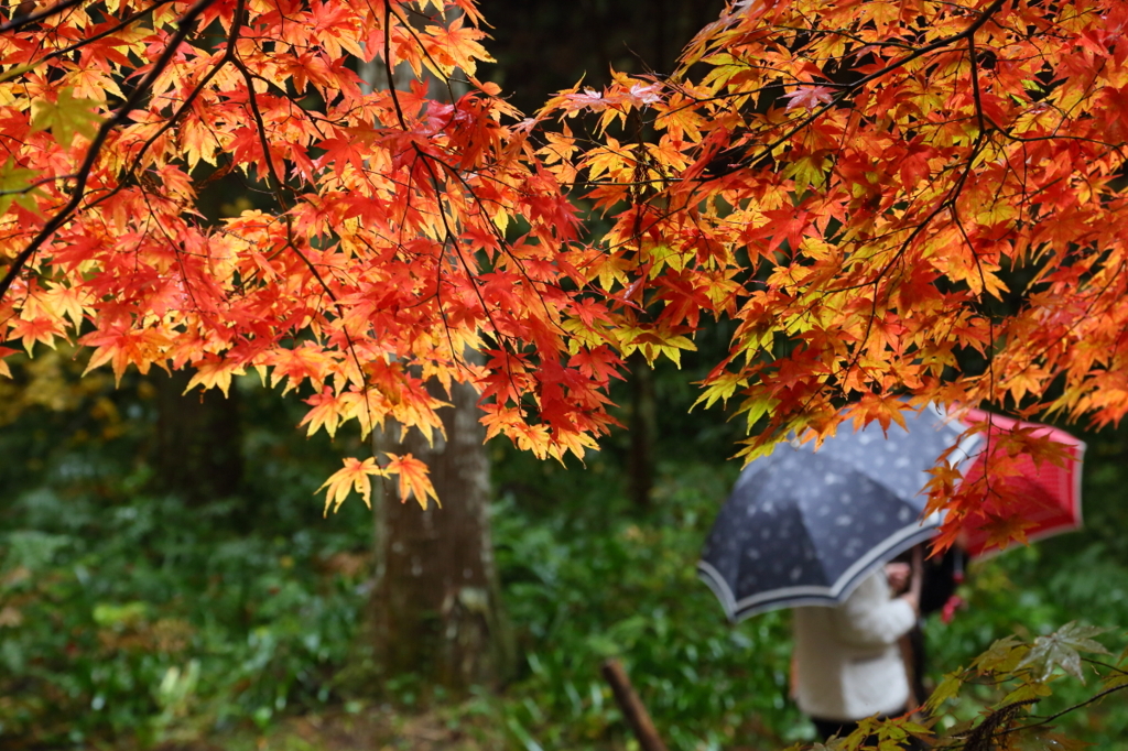 雨紅葉