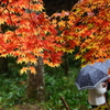 雨紅葉