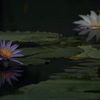 静かな華やかさ