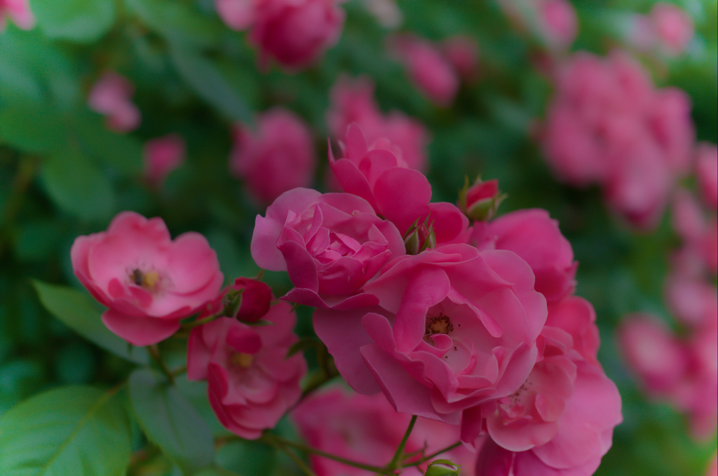 ミニ薔薇