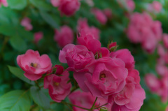 ミニ薔薇