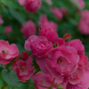 ミニ薔薇