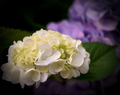 White Hydrangea