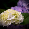 White Hydrangea