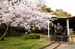 SLと桜