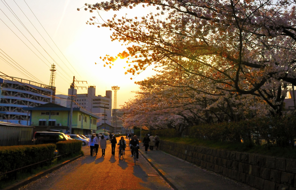 夕暮れの桜