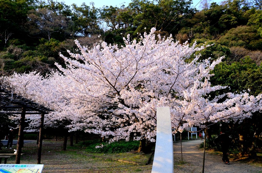 徳島公園の桜