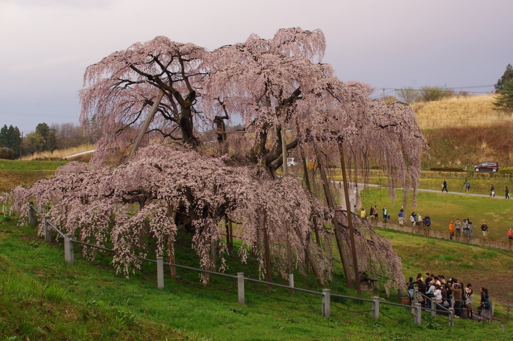 大樹桜