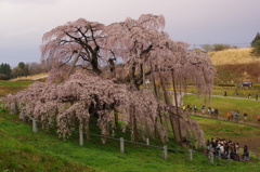 大樹桜