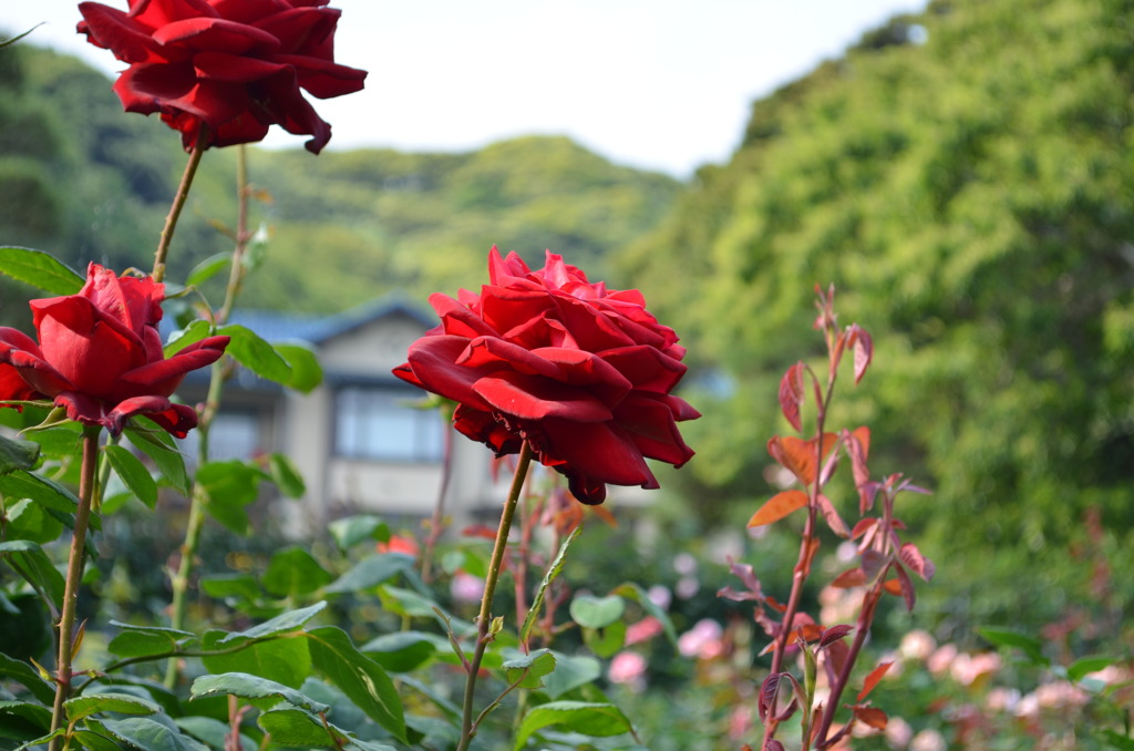 バラと鎌倉文学館