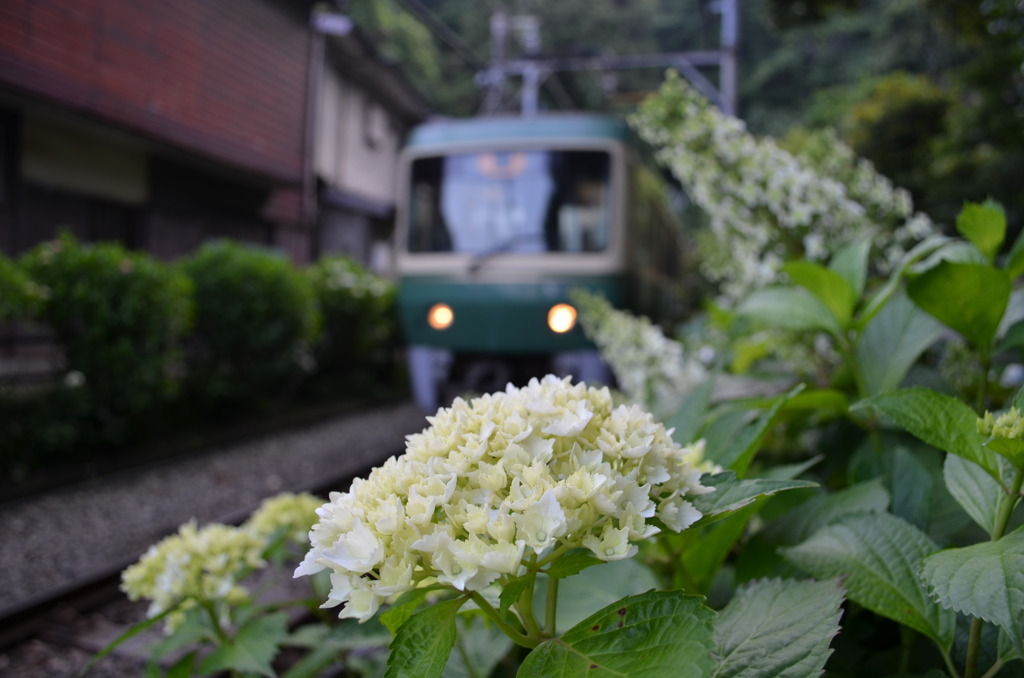 紫陽花と江の電