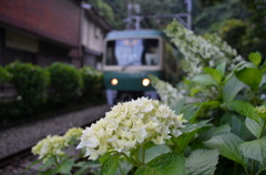 紫陽花と江の電