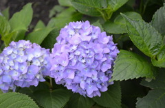 紫陽花