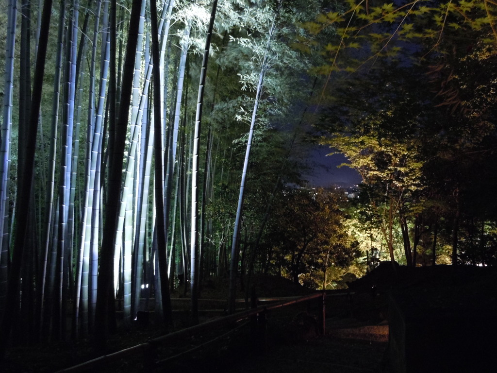 夜の竹林と京都の光