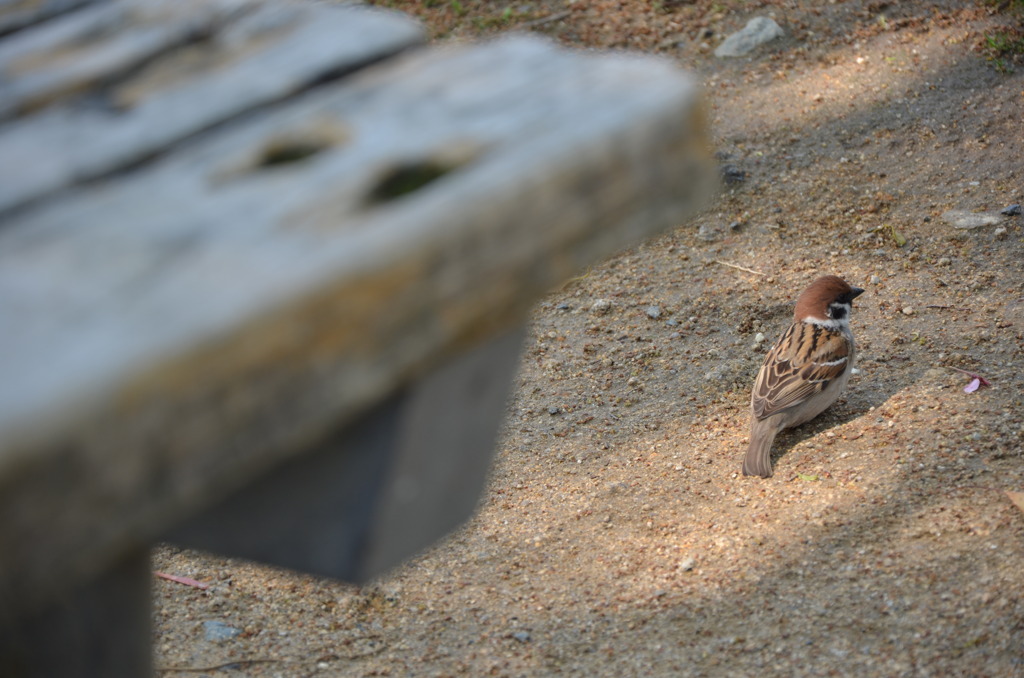 公園のベンチ