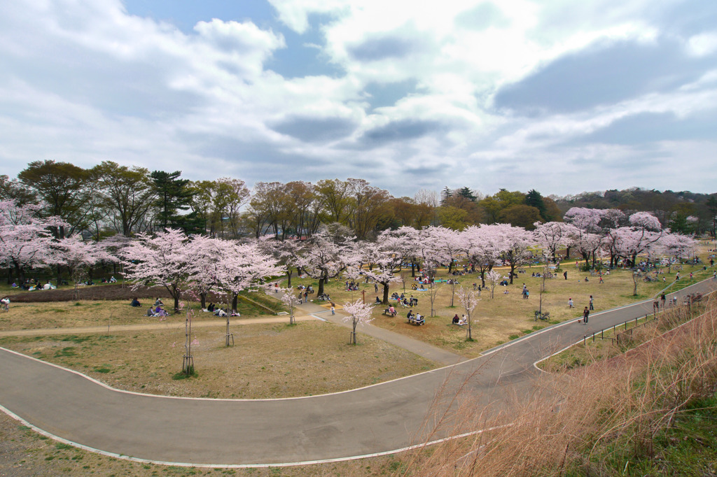 狭山公園の桜