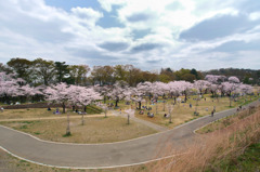 狭山公園の桜
