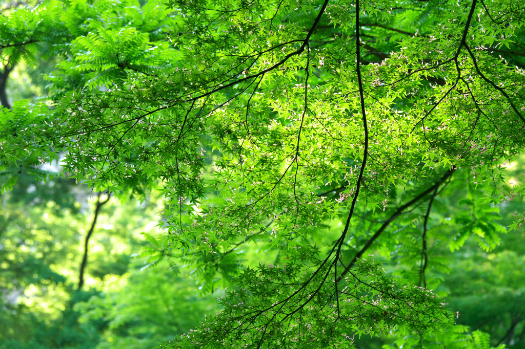 新緑