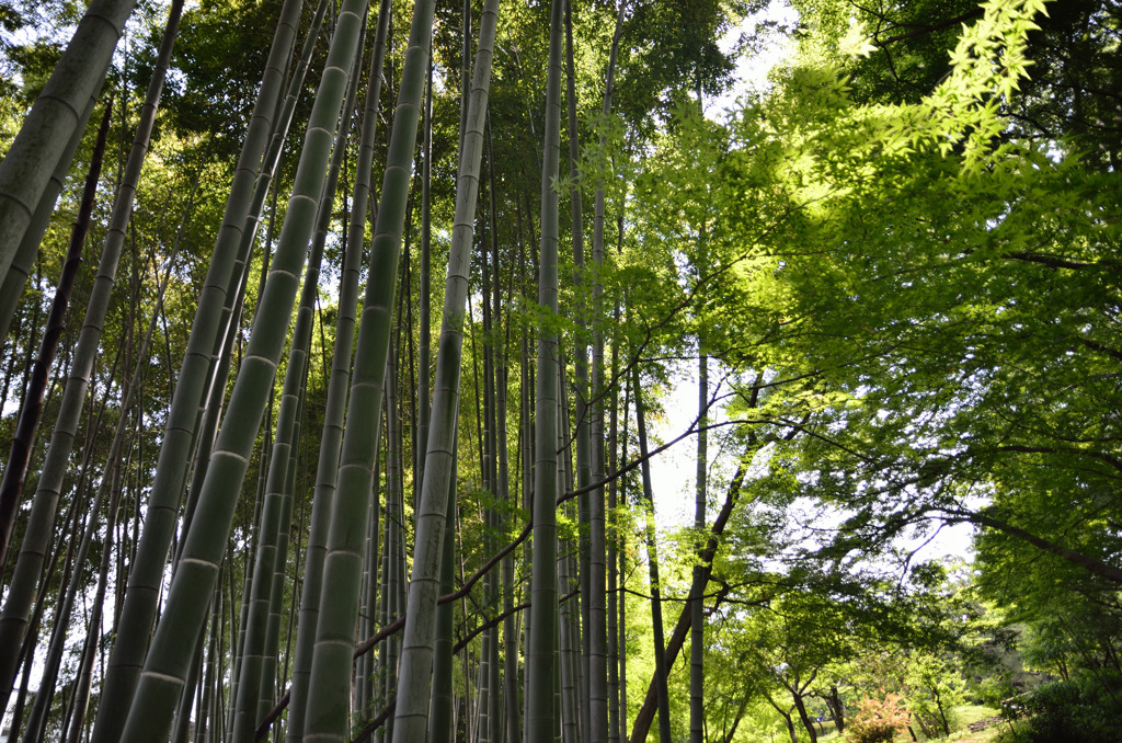 竹林 2