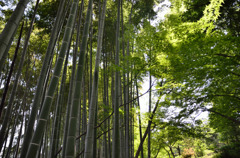 竹林 2