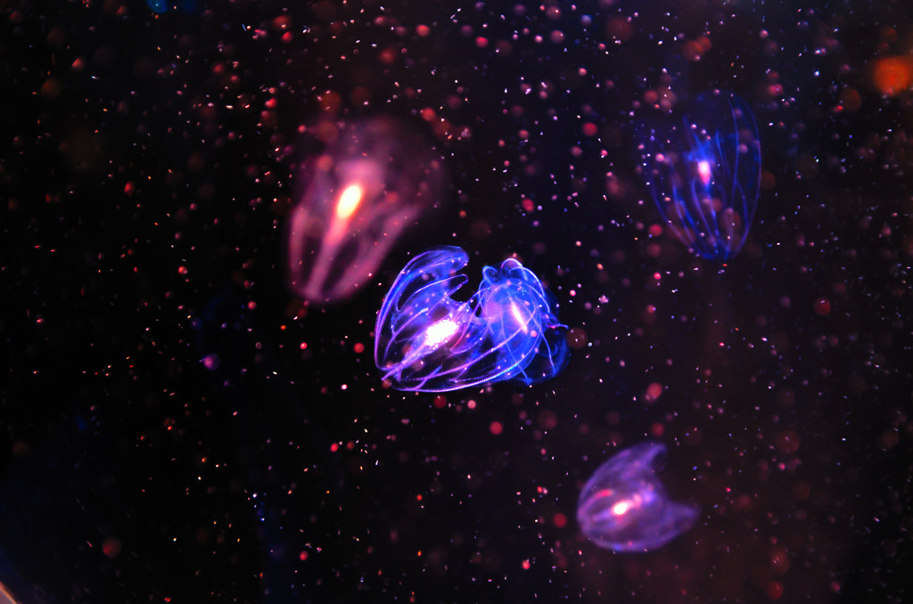Cosmos