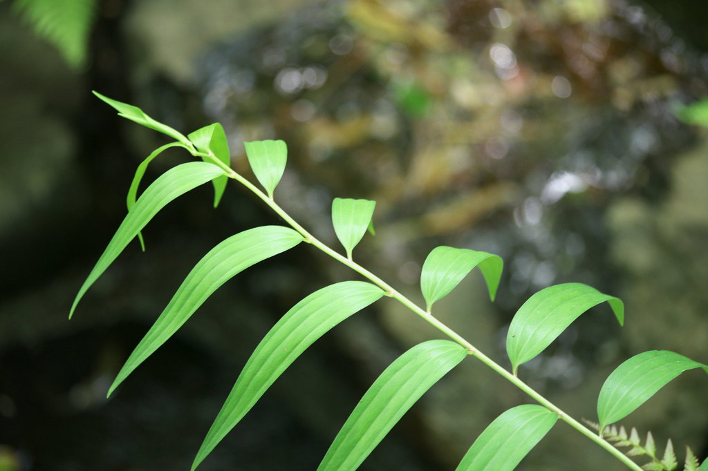 葉脈 1