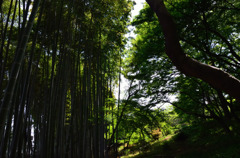 竹林 4