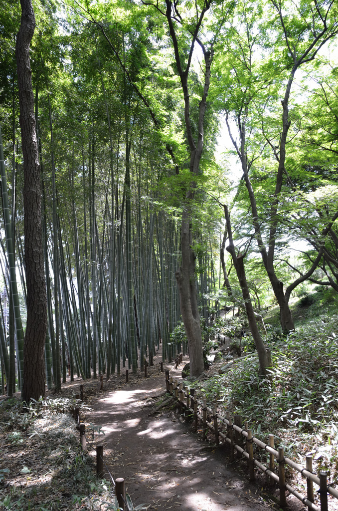 竹林 1