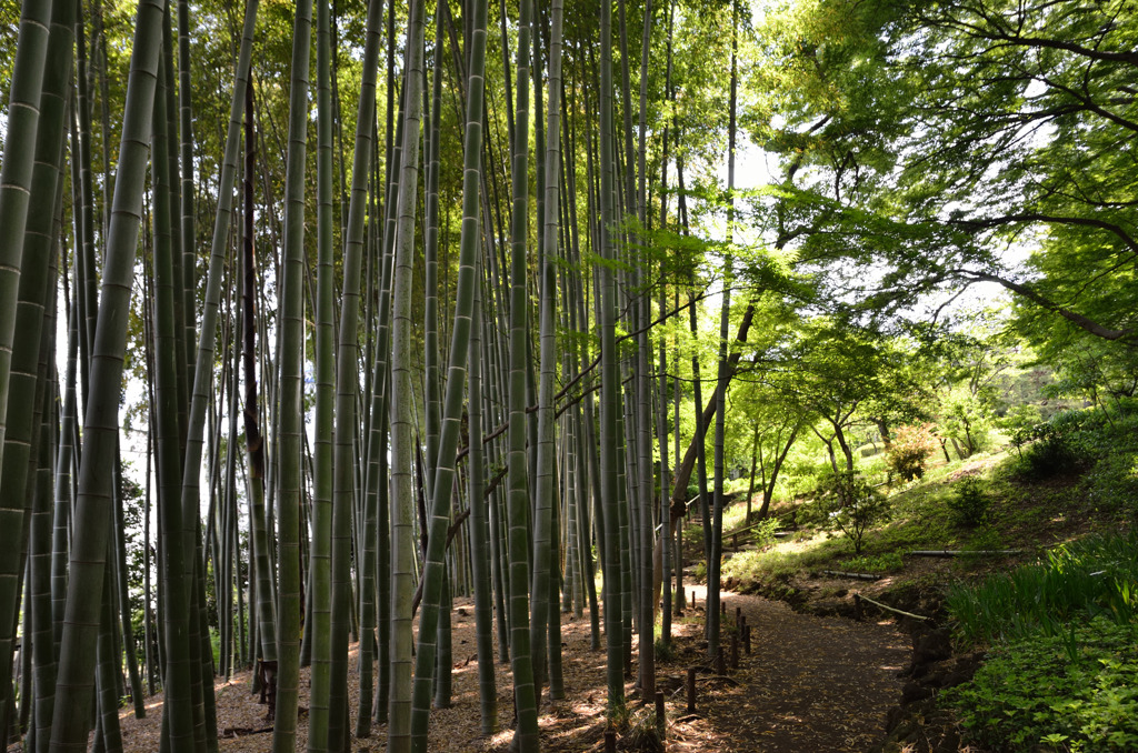 竹林 3