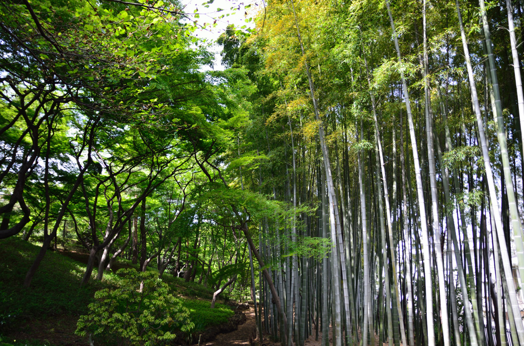 竹林 5 