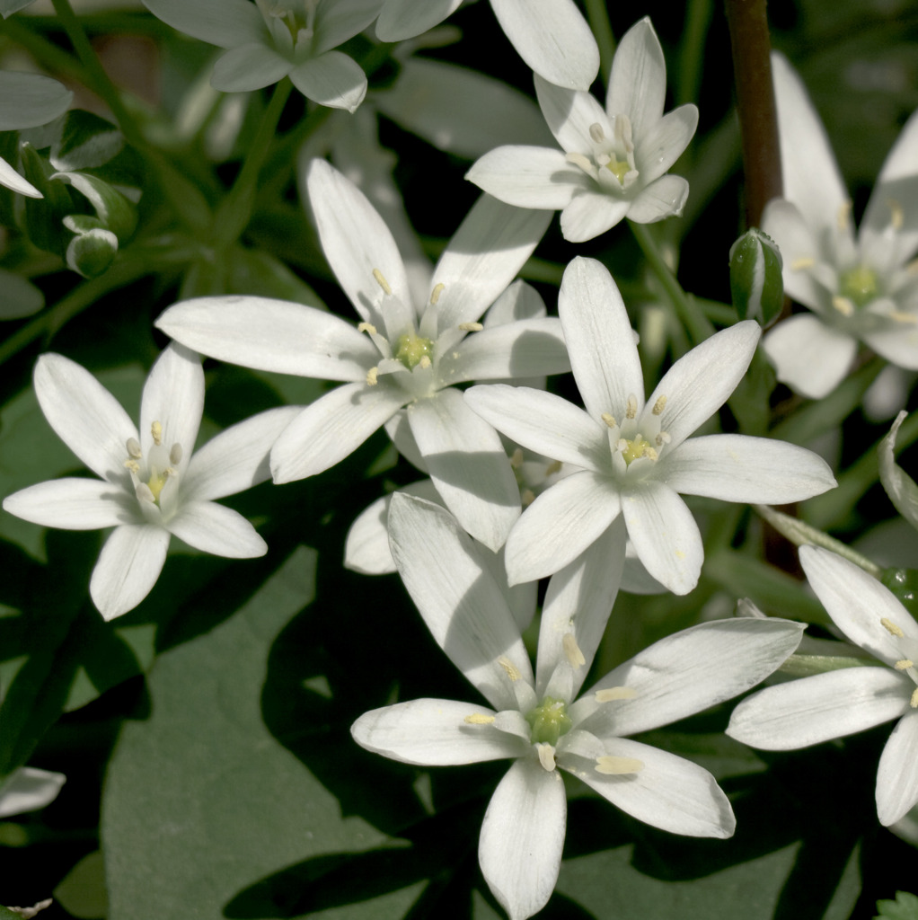 little crowns for the sake of love