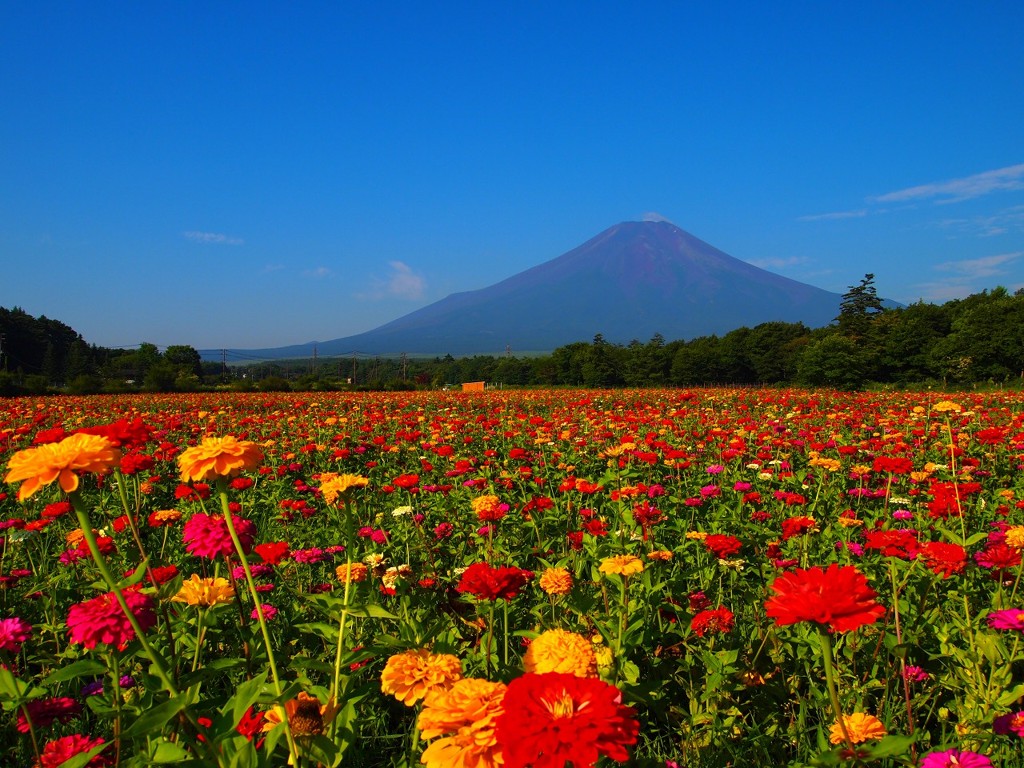 富士とお花畑