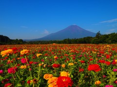 富士とお花畑