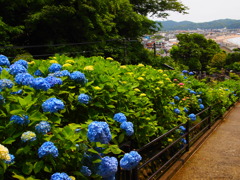 鎌倉の紫陽花