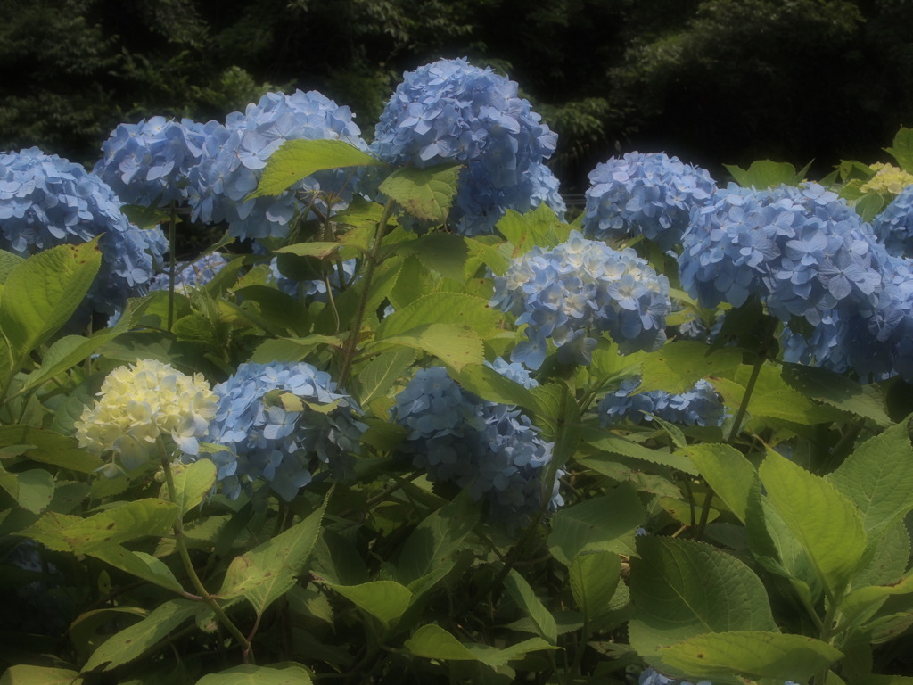 鎌倉の紫陽花