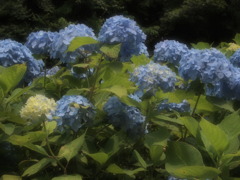 鎌倉の紫陽花